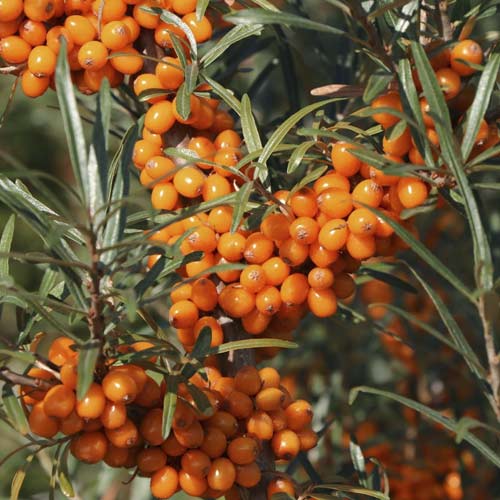 Homoktövis Eva, C2 termék fotó 1 Homoktövis Eva, C2 kép 1 termék 8205