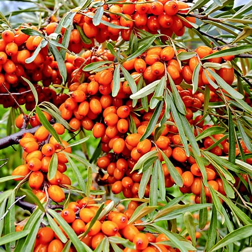 Homoktövis Fresdorfer Orange, P9 kép 1 termék 5856