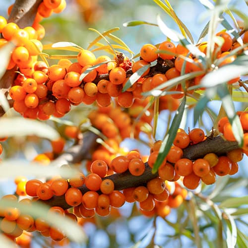 Homoktövis Nivelana, P9 kép 1 termék 5857