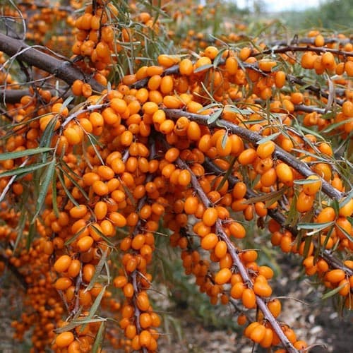 Homoktövis Nivelena kép 1 termék 4703