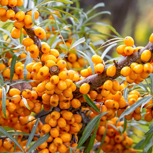 Homoktövis, P9 kép 1 termék 8282