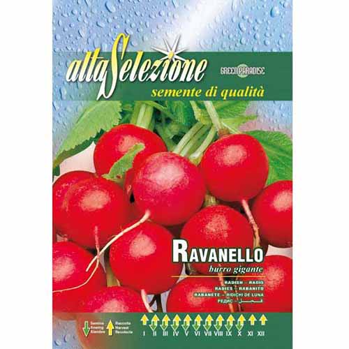 Hónapos retek Burro gigante kép 1 termék 96393