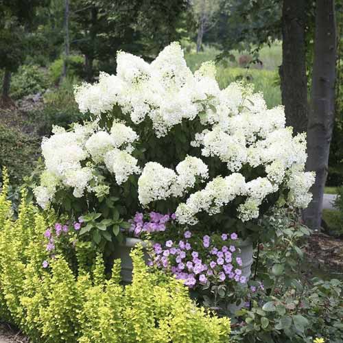 Hortenzia bugás Bobo PBR, C3 termék fotó 1 Hortenzia bugás Bobo PBR, C3 kép 1 termék 8541