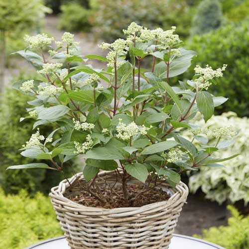 Hortenzia bugás Early Harry PBR, C3 kép 1 termék 8542