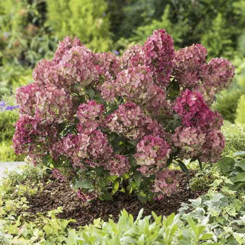 Hortenzia bugás Great star ®, C4,5 termék fotó 1 Hortenzia bugás Great star ®, C4,5 kép 1 termék 7720