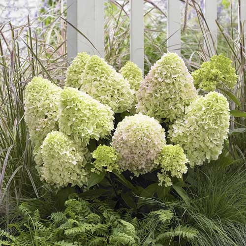 Hortenzia bugás Little Fresco PBR, C2 kép 1 termék 8223