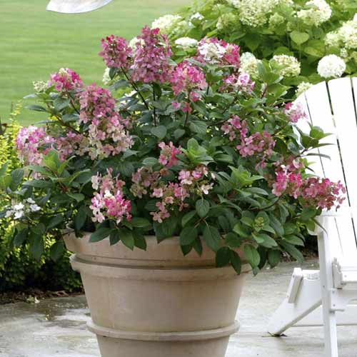 Hortenzia bugás Little Quick Fire PBR, C3 kép 1 termék 8544