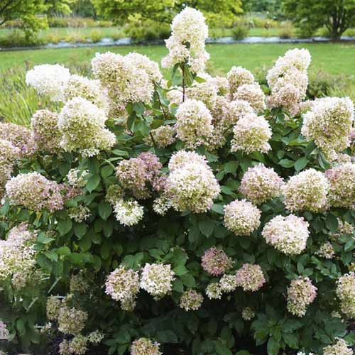 Hortenzia bugás Magical Candle PBR, C3 kép 1 termék 8545