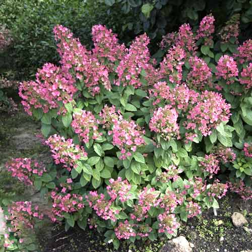 Hortenzia bugás Magical Fire PBR, C3 kép 1 termék 8546