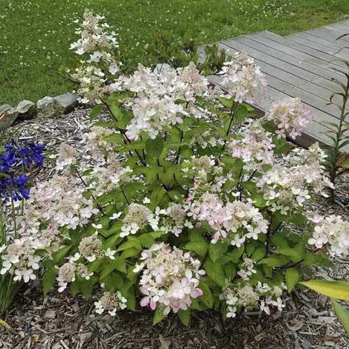 Hortenzia bugás Pastelgreen ®, C4,5 kép 1 termék 7721