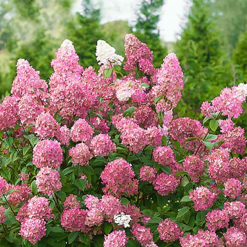 Hortenzia bugás Pink Diamond, P9 termék fotó 1 Hortenzia bugás Pink Diamond, P9 kép 1 termék 9669