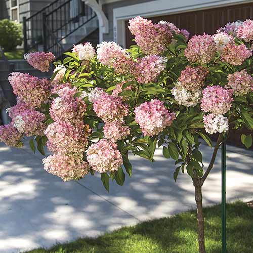 Hortenzia bugás Pink Queen, C7,5 kép 1 termék 7708