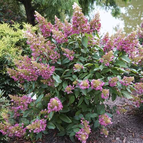 Hortenzia bugás Pinky Winky ® PBR, C7,5 kép 1 termék 8548