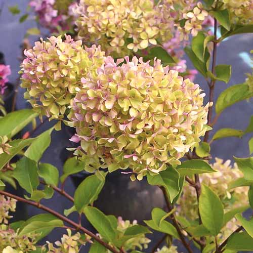 Hortenzia bugás Romantic ace ®, C4,5 kép 1 termék 7723