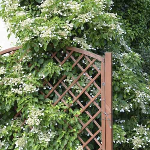 Hortenzia hegymászó Mirranda, C2 kép 1 termék 8219