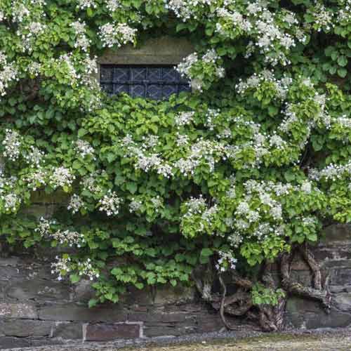 Hortenzia hegymászó Take a chance ®, C2 kép 1 termék 8220