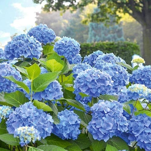 Hortenzia kerti Blue Bodensee termék fotó 1 Hortenzia kerti Blue Bodensee kép 1 termék 9028