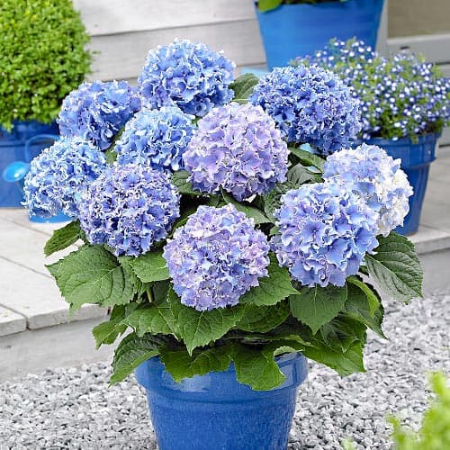 Hortenzia kerti Blue termék fotó 1 Hortenzia kerti Blue kép 1 termék 9175