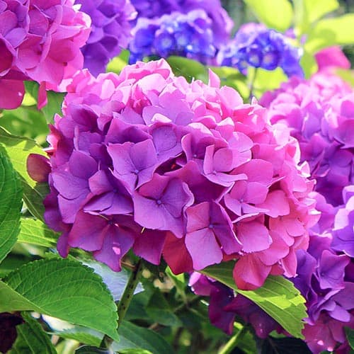 Hortenzia kerti Hamburg, P9 kép 1 termék 9566