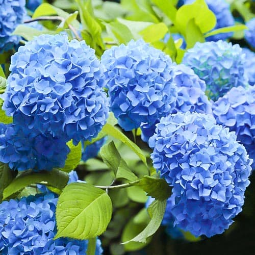 Hortenzia kerti Nikko Blue, P9 kép 1 termék 9031