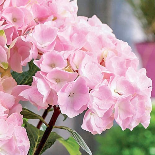Hortenzia kerti Pink termék fotó 2 Hortenzia kerti Pink kép 2 termék 9174