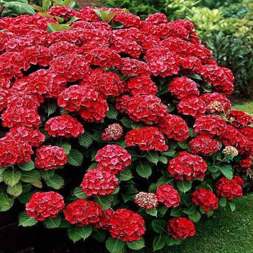 Hortenzia kerti Red termék fotó 1 Hortenzia kerti Red kép 1 termék 4732