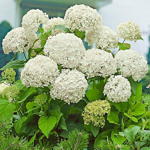 Hortenzia kerti White termék fotó 1 Hortenzia kerti White kép 1 termék 9173