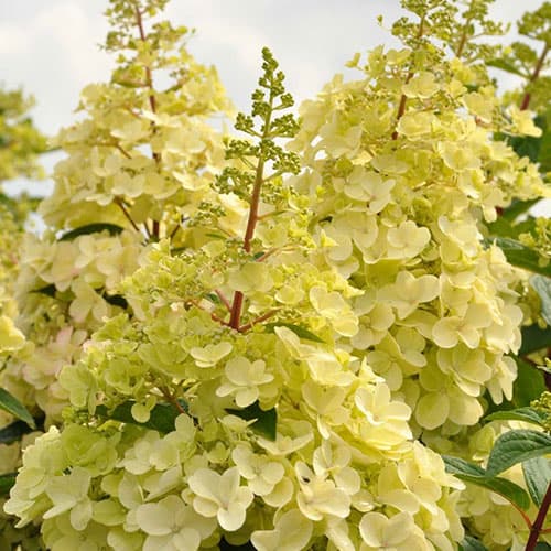 Hortenzia paniculata Candlelight termék fotó 1 Hortenzia paniculata Candlelight kép 1 termék 9037