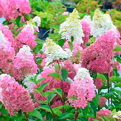 Hortenzia paniculata Fraise Melba termék fotó 1 Hortenzia paniculata Fraise Melba kép 1 termék 5607