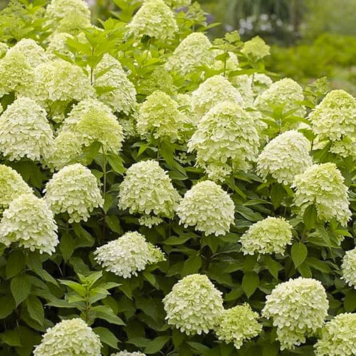 Hortenzia paniculata Limelight termék fotó 1 Hortenzia paniculata Limelight kép 1 termék 9129