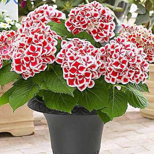 Hortenzia Red-White Bicolor termék fotó 1 Hortenzia Red-White Bicolor kép 1 termék 76696
