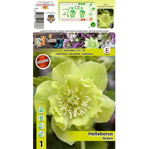 Hunyor (Helleborus) Double Ellen Green kép 1 termék 70409