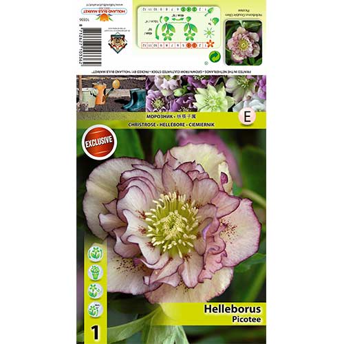 Hunyor (Helleborus) Double Ellen Picotee kép 1 termék 70410