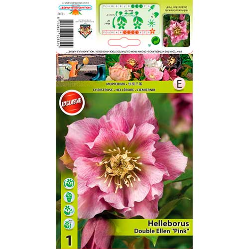 Hunyor (Helleborus) Double Ellen Pink kép 1 termék 76262