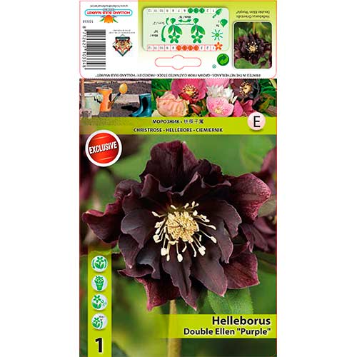 Hunyor (Helleborus) Double Ellen Purple kép 1 termék 76263