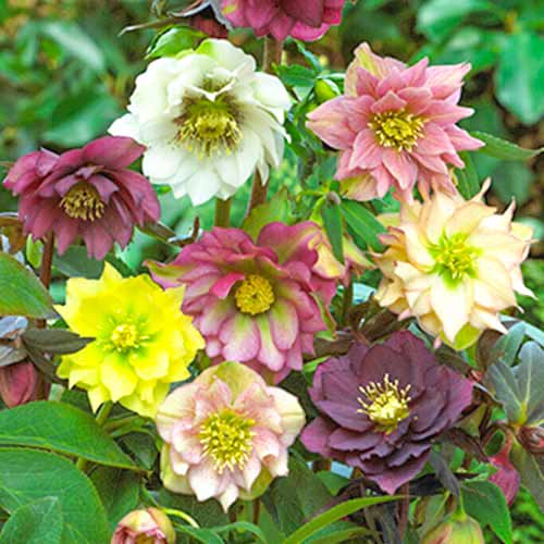 Hunyor (Helleborus) Double Ellen színkeverék kép 1 termék 70459