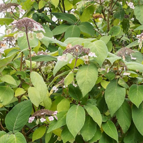 Hydrangea aspera Rosemary Foster, С2 termék fotó 1 Hydrangea aspera Rosemary Foster, С2 kép 1 termék 7774