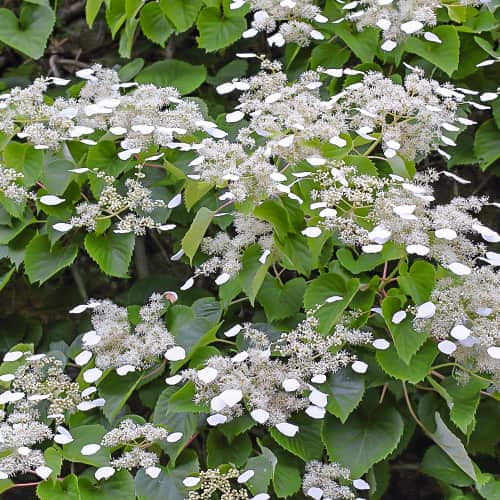 Hydrangea hydr. Moonlight, С2 kép 1 termék 7776