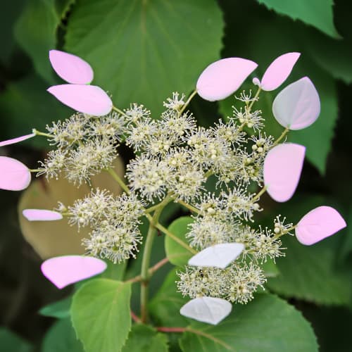 Hydrangea hydr. Roseum, С2 kép 1 termék 7777