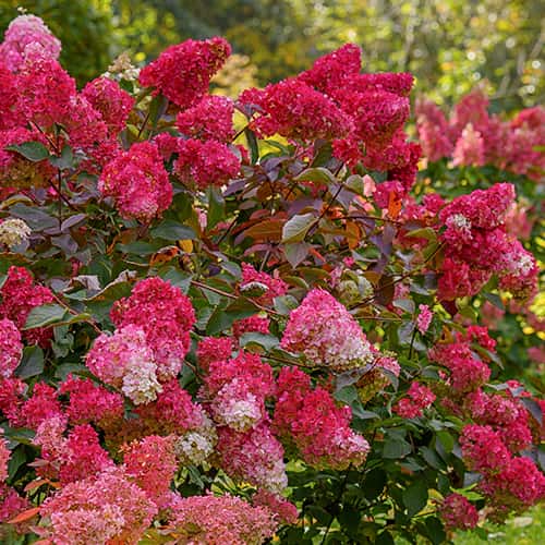 Hydrangea panic. Petite Flori, С2 kép 1 termék 7781