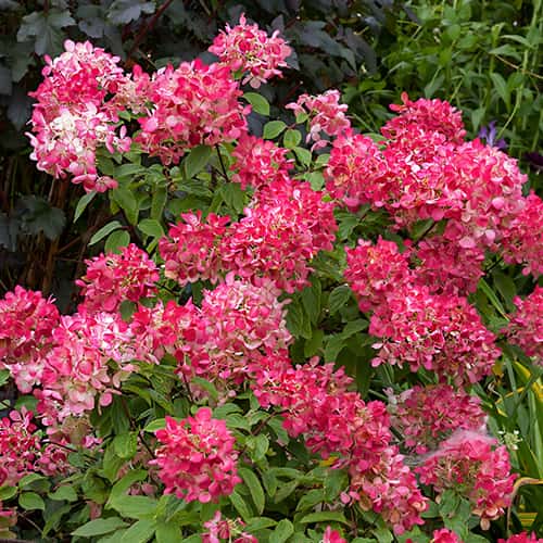 Hydrangea panic.Diamant Rouge Rendia, С2 kép 1 termék 7778