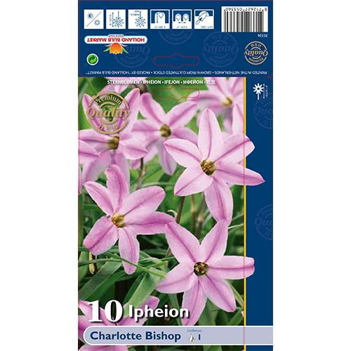 Ifeyon Charlotte Bishop termék fotó 1 Ifeyon Charlotte Bishop kép 1 termék 68013