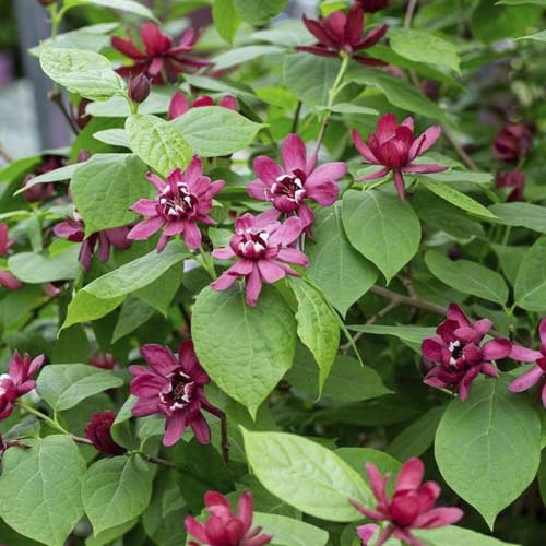 Illatos fűszercserje Aphrodite PBR, C3 kép 1 termék 8518