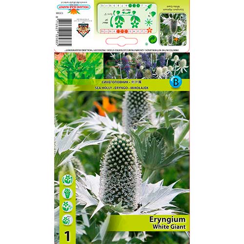 Iringó havasi (Eryngium) White Giant kép 1 termék 76233