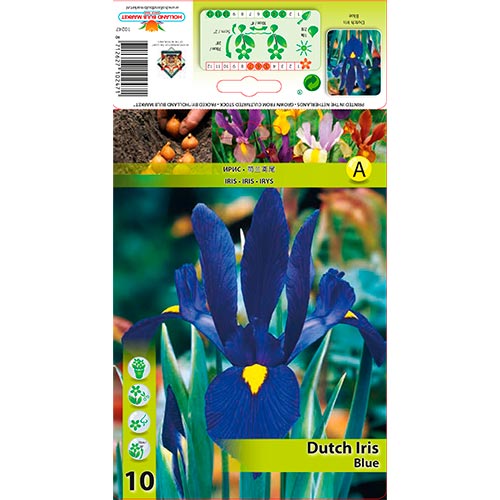 Írisz holland Blue kép 1 termék 67602