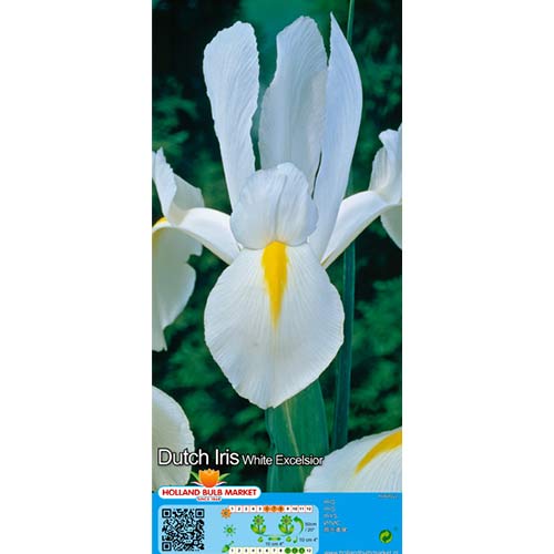 Írisz holland White termék fotó 1 Írisz holland White kép 1 termék 68126