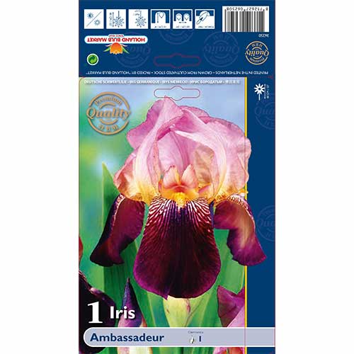 Írisz német Ambassadeur kép 1 termék 76105