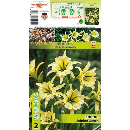 Ismene Sulphur Queen kép 1 termék 77829
