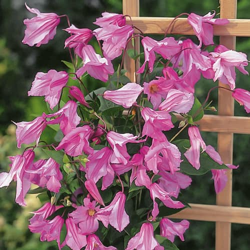 Iszalag (Clematis) Alionushka, С2 kép 1 termék 1550