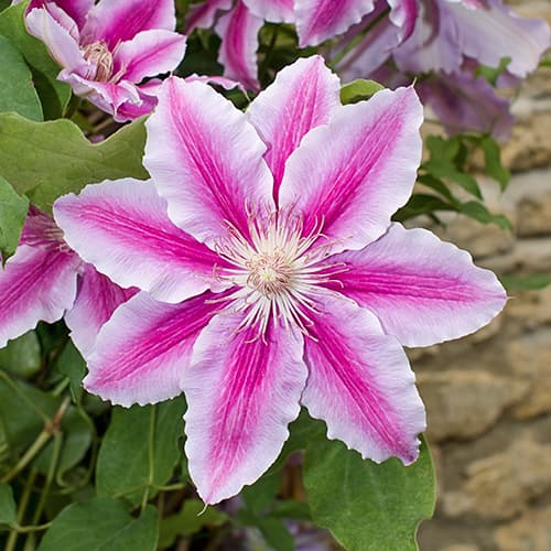 Iszalag (Clematis) Bees Jubilee, C2 kép 1 termék 9661